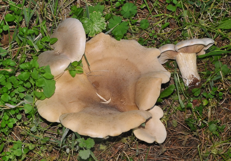 Lepista panaeolus